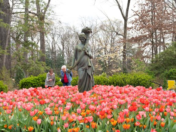tulips surround statue at Dixon gallery and gardens