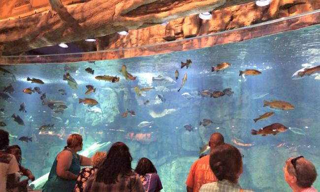 Fish at Bass Pro Shops, Memphis