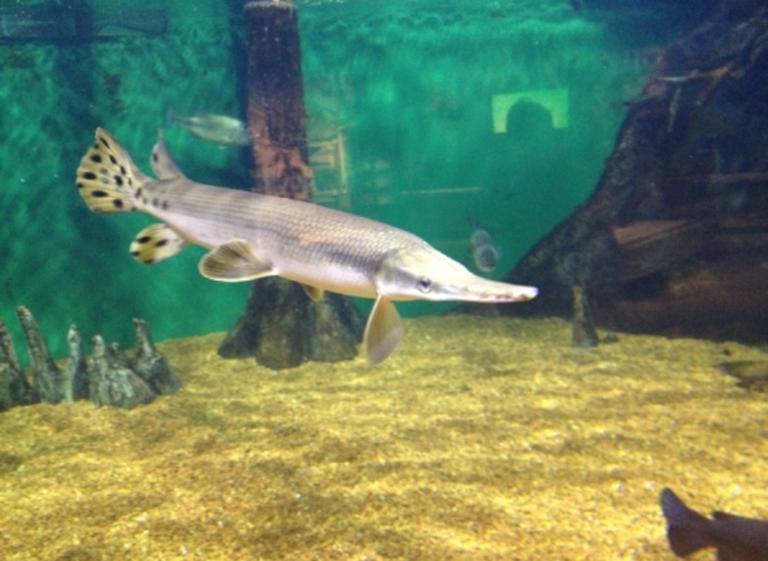 Aquarium at Discovery Park - Photo by Tiffany Langston Photo 4