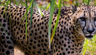 A cheetah in its habitat at Memphis Zoo