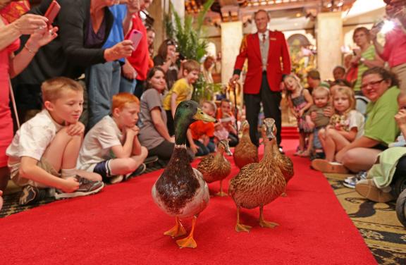 Peabody ducks march down the red carpet past crowds of guests inside the hotel lobby with the Duckmaster following behind.